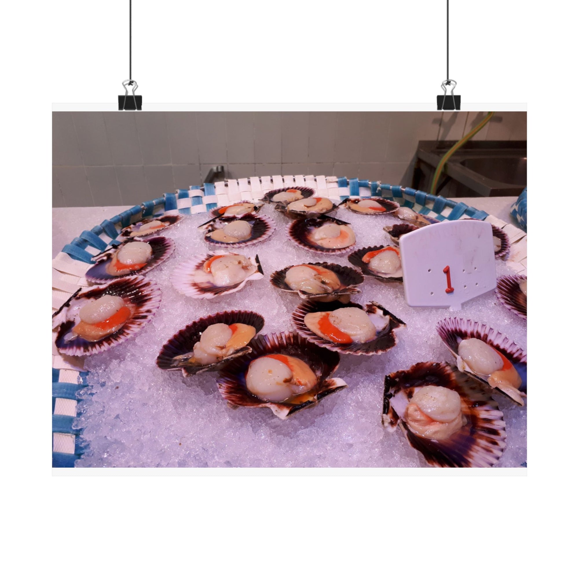Scallops — photograph by Alex Frishberg