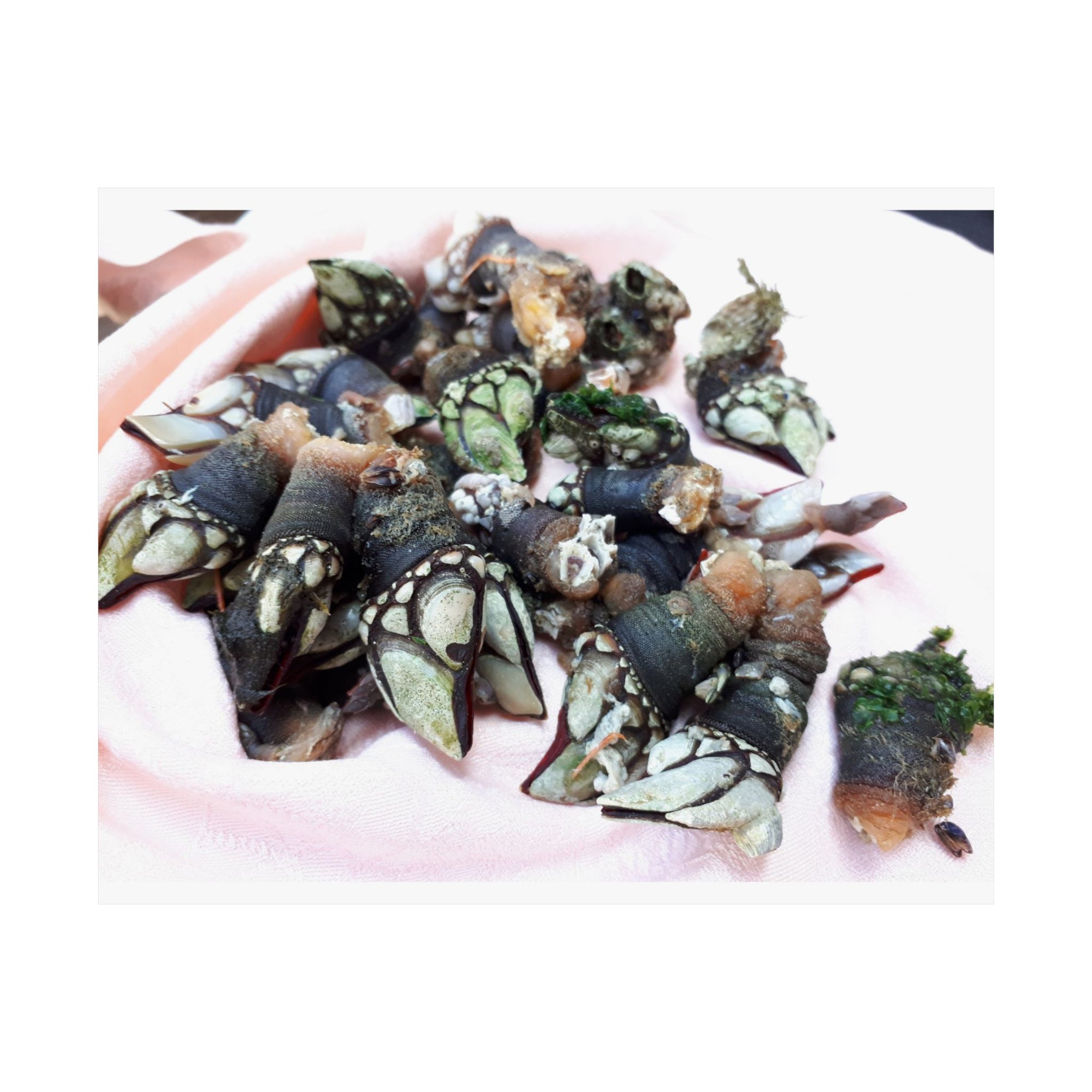 Percebes — photograph by Alex Frishberg