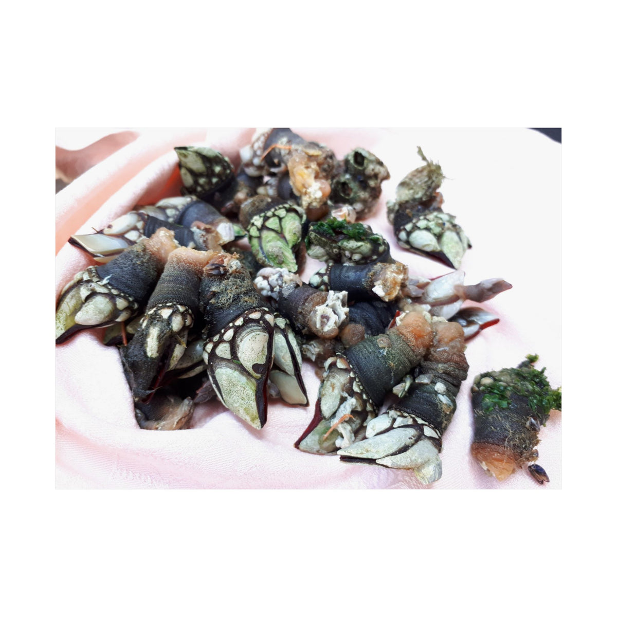 Percebes — photograph by Alex Frishberg