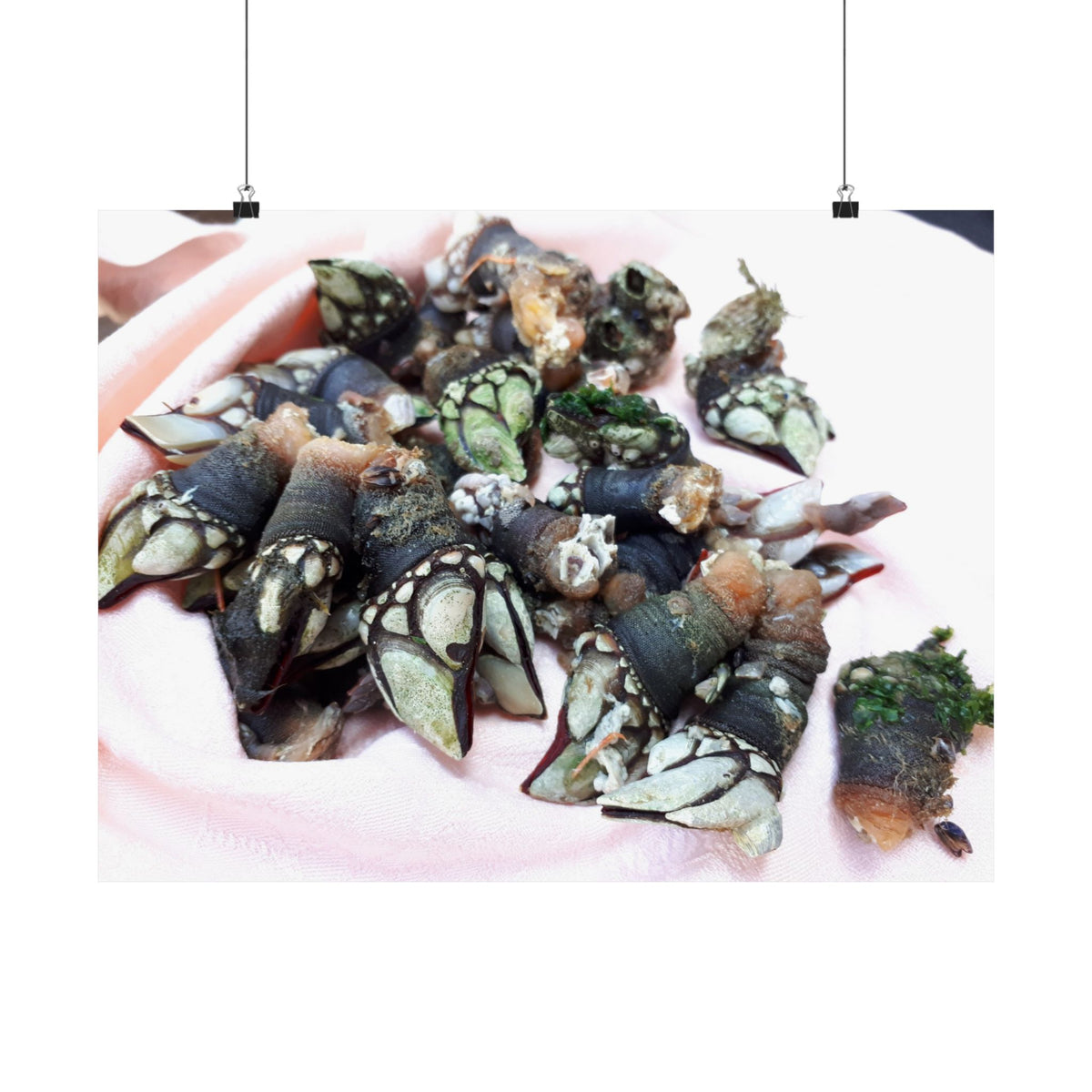 Percebes — photograph by Alex Frishberg