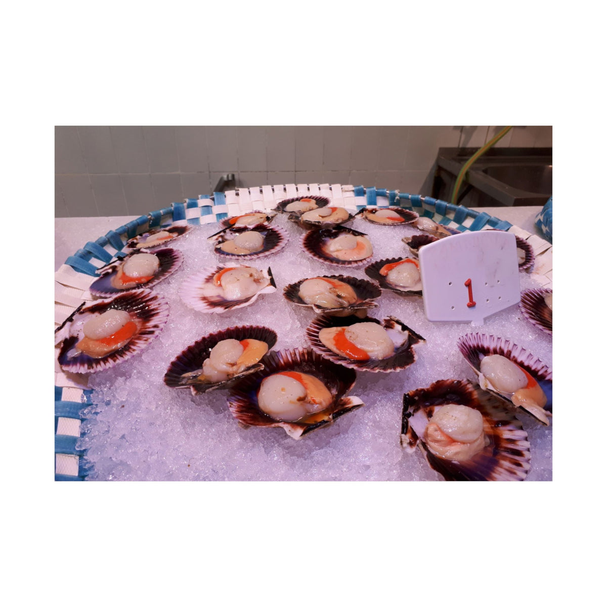Scallops — photograph by Alex Frishberg