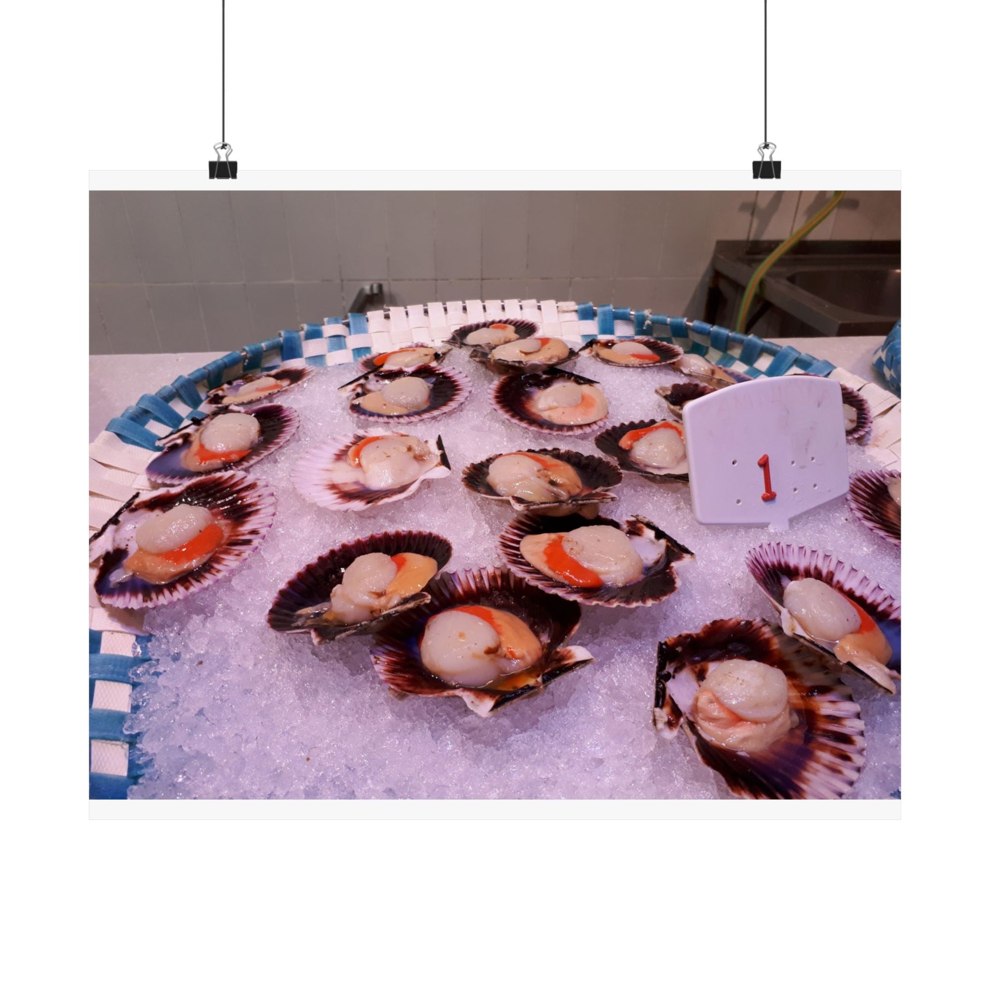 Scallops — photograph by Alex Frishberg
