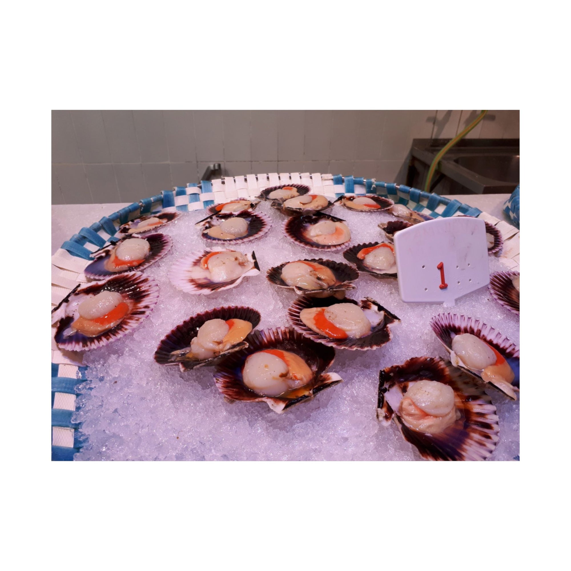 Scallops — photograph by Alex Frishberg