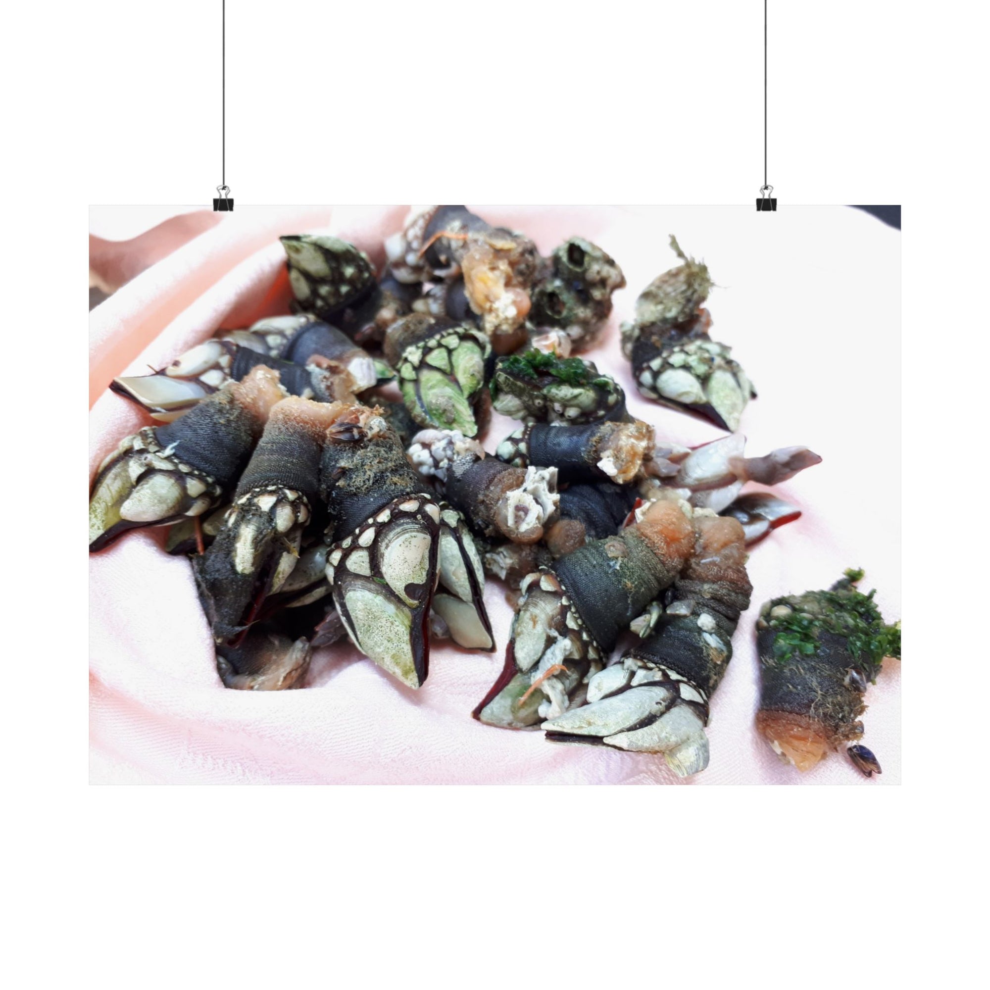 Percebes — photograph by Alex Frishberg